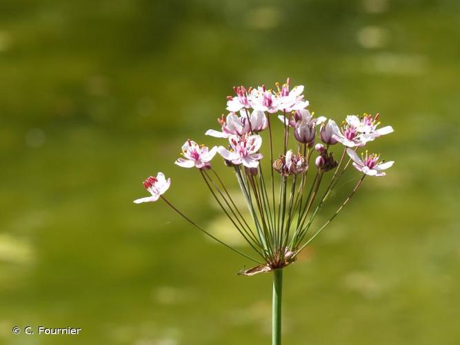 <i>Butomus umbellatus</i> L., 1753 © C. Fournier