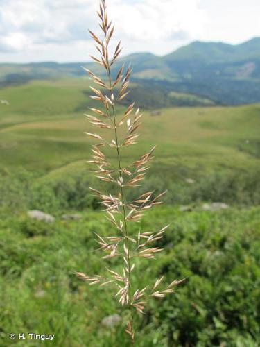 <i>Calamagrostis arundinacea</i> (L.) Roth, 1788 © H. Tinguy