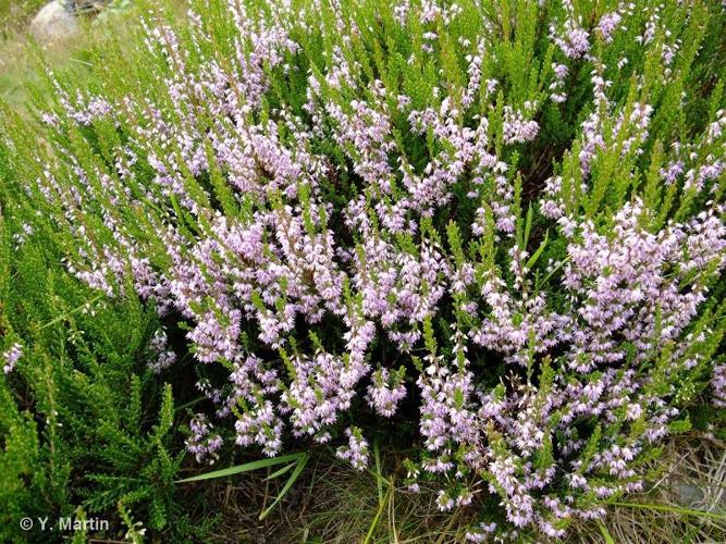 <i>Calluna vulgaris</i> (L.) Hull, 1808 © 