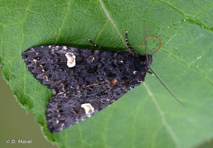 <i>Melanchra persicariae</i> (Linnaeus, 1760) © D. Morel