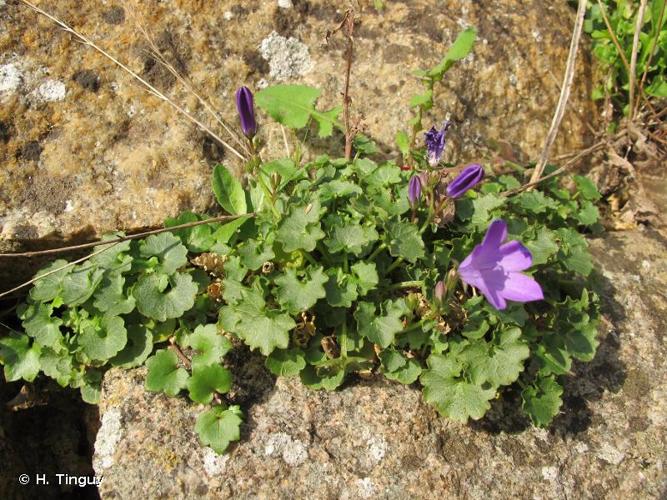 <i>Campanula portenschlagiana</i> Roem. & Schult., 1819 © H. Tinguy