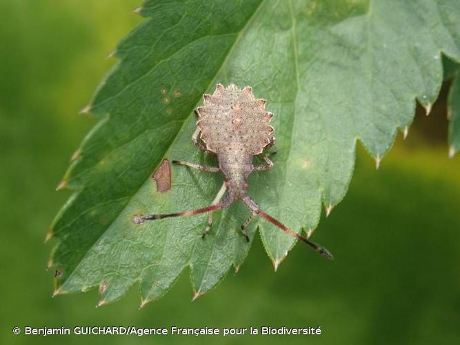 <i>Enoplops scapha</i> (Fabricius, 1794) © Benjamin GUICHARD/Agence Française pour la Biodiversité