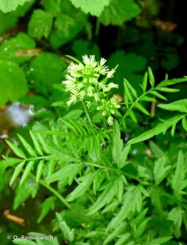 <i>Cardamine impatiens</i> L., 1753 © O. Roquinarc'h