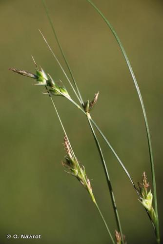 <i>Carex distachya</i> Desf., 1799 © O. Nawrot