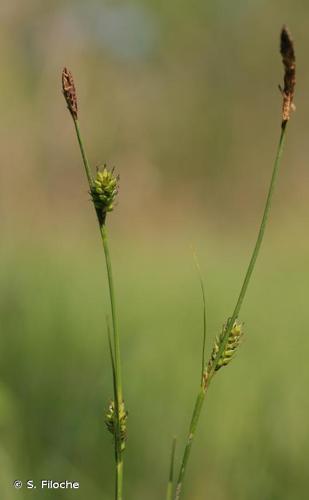 <i>Carex distans</i> L., 1759 © S. Filoche