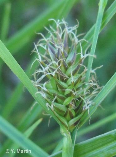 <i>Carex hostiana</i> DC., 1813 © 