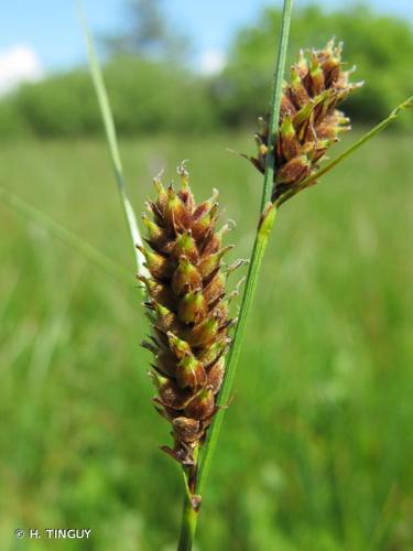 <i>Carex lasiocarpa</i> Ehrh., 1784 © H. TINGUY