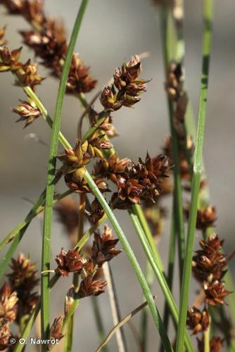 <i>Carex muricata</i> L., 1753 © O. Nawrot