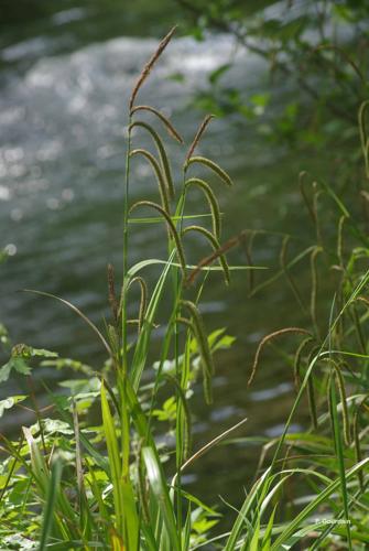 <i>Carex pendula</i> Huds., 1762 © P. Gourdain