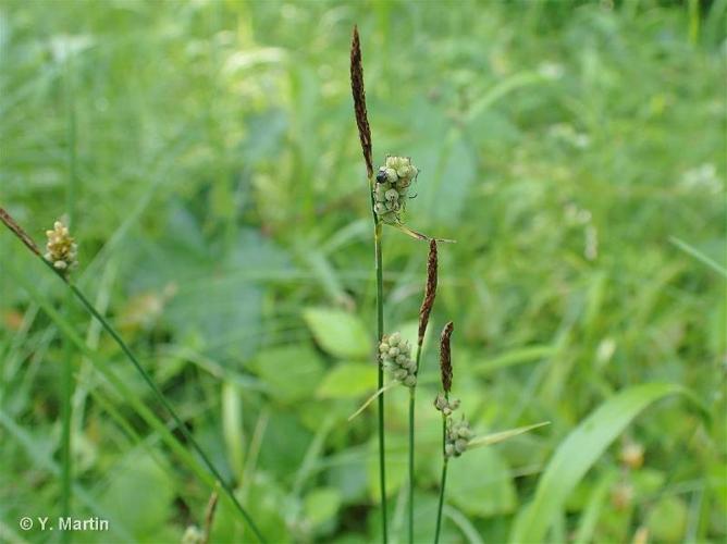 <i>Carex tomentosa</i> L., 1767 © 