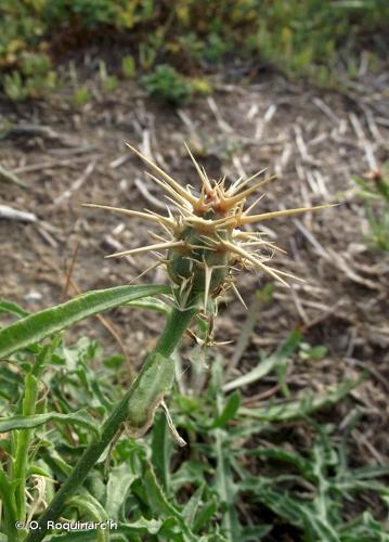 <i>Centaurea calcitrapa</i> L., 1753 © O. Roquinarc'h