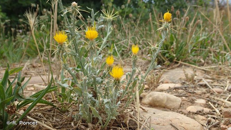 <i>Centaurea solstitialis</i> L., 1753 © R. Poncet