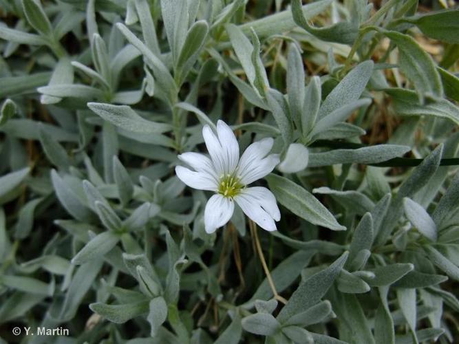 <i>Cerastium tomentosum</i> L., 1753 © 