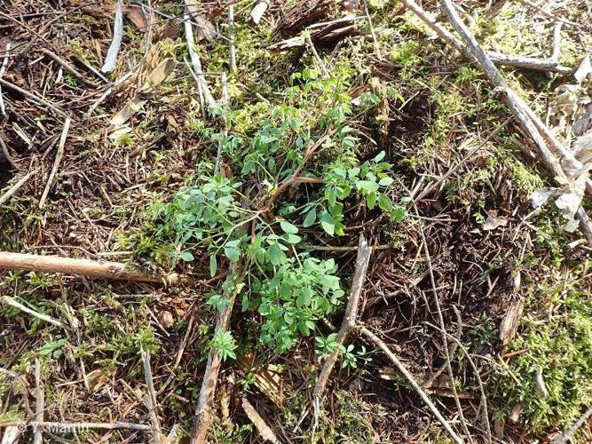 <i>Ceratocapnos claviculata</i> (L.) Lidén, 1984 © 