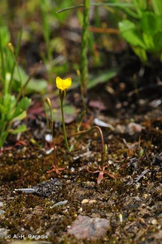 <i>Cicendia filiformis</i> (L.) Delarbre, 1800 © A.-H. Paradis