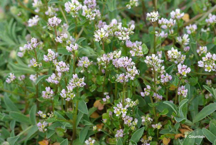 <i>Cochlearia danica</i> L., 1753 © P. Gourdain