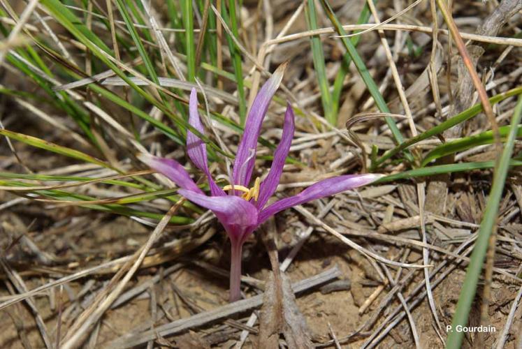 <i>Colchicum longifolium</i> Castagne, 1845 © P. Gourdain