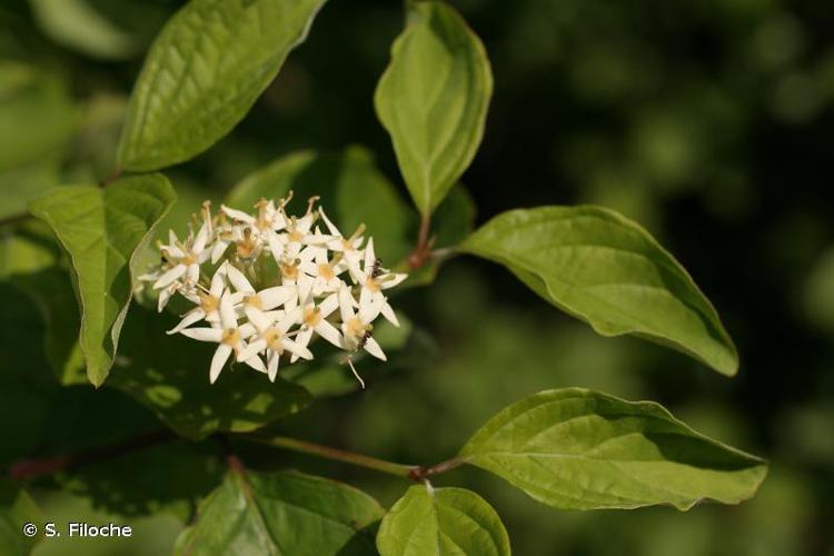 <i>Cornus sanguinea</i> L., 1753 © S. Filoche