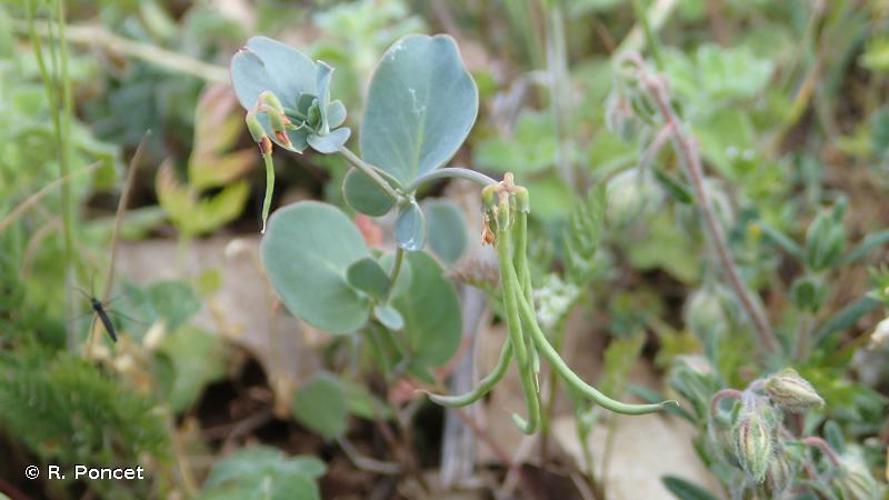 <i>Coronilla scorpioides</i> (L.) W.D.J.Koch, 1837 © R. Poncet