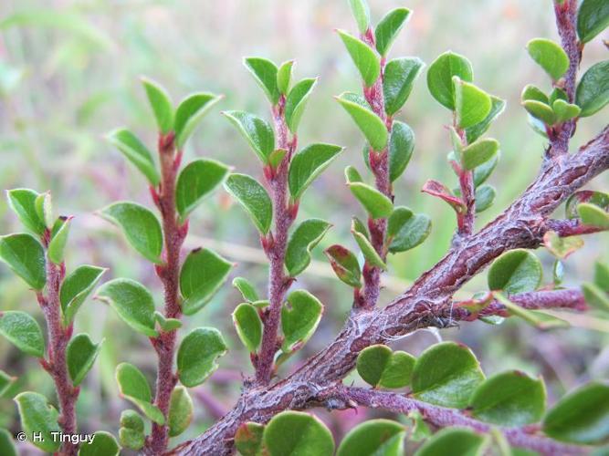 <i>Cotoneaster horizontalis</i> Decne., 1879 © H. Tinguy