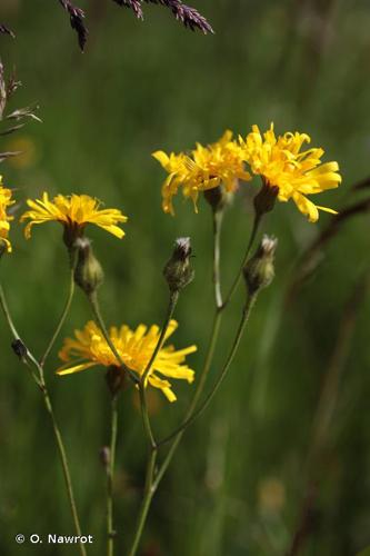 <i>Crepis mollis</i> (Jacq.) Asch., 1864 © O. Nawrot