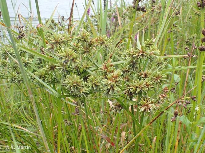 <i>Cyperus eragrostis</i> Lam., 1791 © 