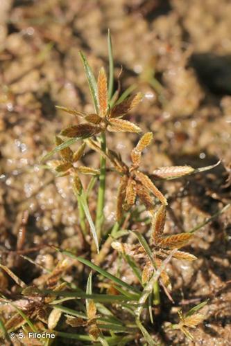 <i>Cyperus flavescens</i> L., 1753 © S. Filoche