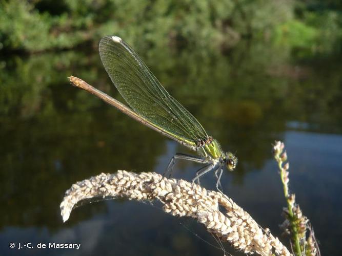 <i>Calopteryx xanthostoma</i> (Charpentier, 1825) © J.-C. de Massary