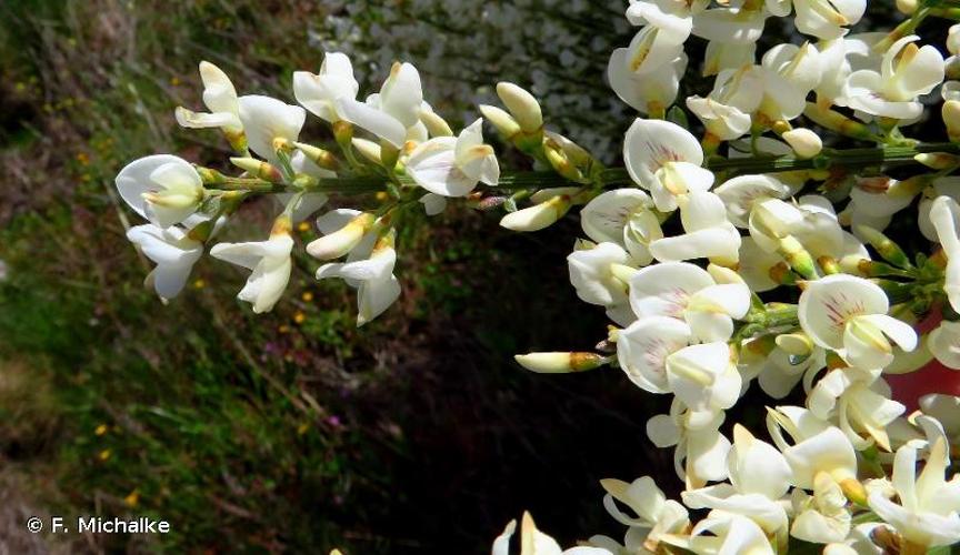 <i>Cytisus multiflorus</i> (L'Hér.) Sweet, 1826 © F. Michalke