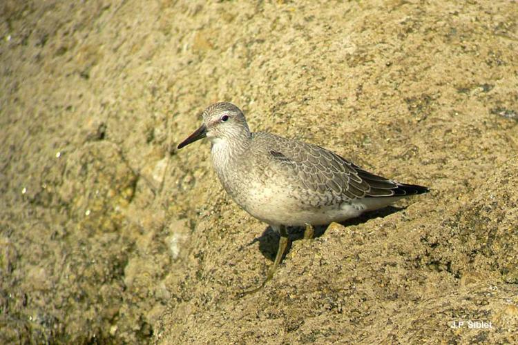 <i>Calidris canutus</i> (Linnaeus, 1758) © J.P. Siblet