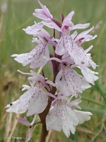 <i>Dactylorhiza maculata</i> (L.) Soó, 1962 © H. Tinguy