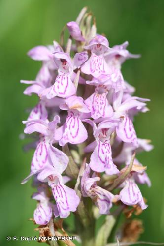 <i>Dactylorhiza praetermissa</i> (Druce) Soó, 1962 © R. Dupré MNHN/CBNBP