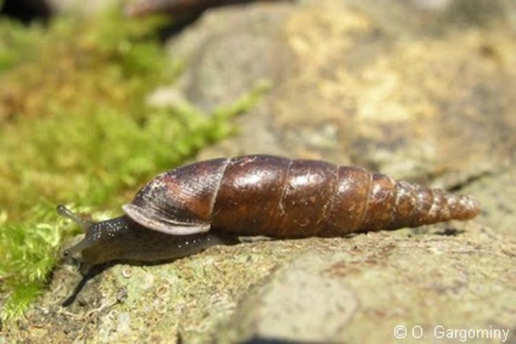 <i>Cochlodina laminata laminata</i> (Montagu, 1803) © O. Gargominy