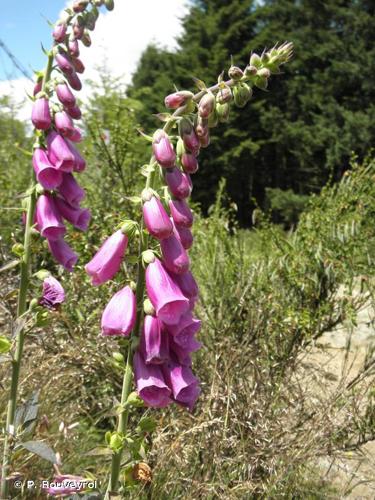 <i>Digitalis purpurea</i> L., 1753 © P. Rouveyrol