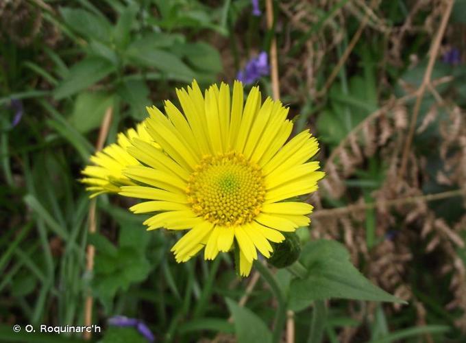 <i>Doronicum plantagineum</i> L., 1753 © O. Roquinarc'h