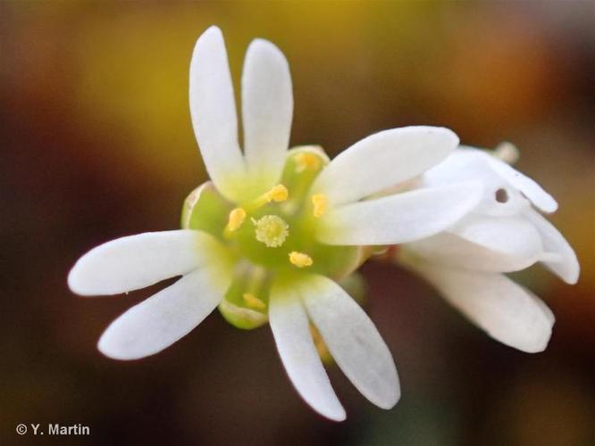 <i>Draba verna</i> L., 1753 © 