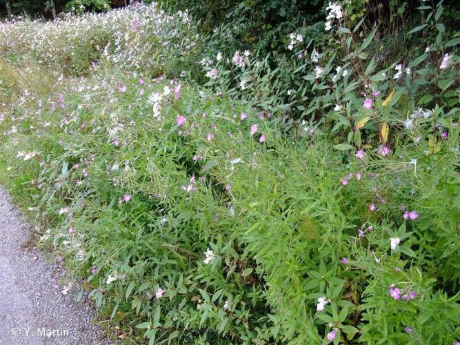 <i>Epilobium hirsutum</i> L., 1753 © 