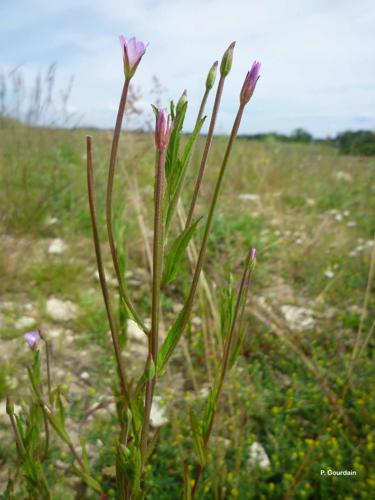 <i>Epilobium tetragonum</i> L., 1753 © P. Gourdain