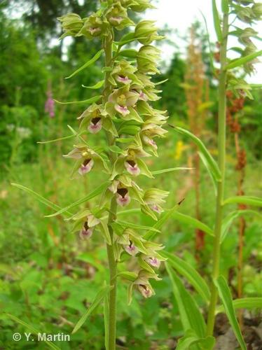 <i>Epipactis helleborine</i> (L.) Crantz, 1769 © 