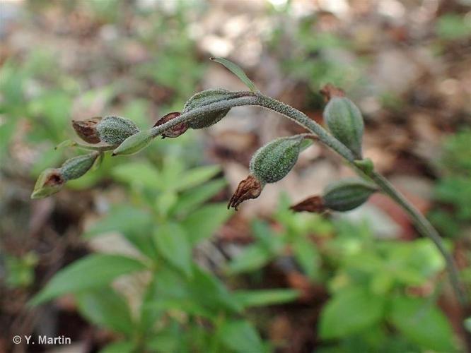 <i>Epipactis microphylla</i> (Ehrh.) Sw., 1800 © 