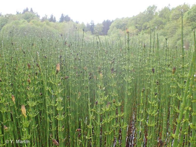 <i>Equisetum fluviatile</i> L., 1753 © 