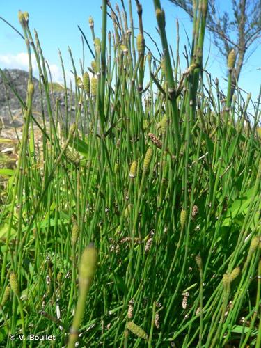 <i>Equisetum ramosissimum</i> Desf., 1799 © V. Boullet