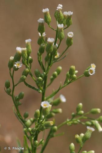 <i>Erigeron canadensis</i> L., 1753 © S. Filoche