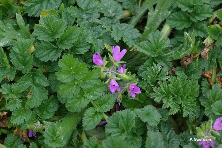 <i>Erodium moschatum</i> (L.) L'Hér., 1789 © P. Gourdain