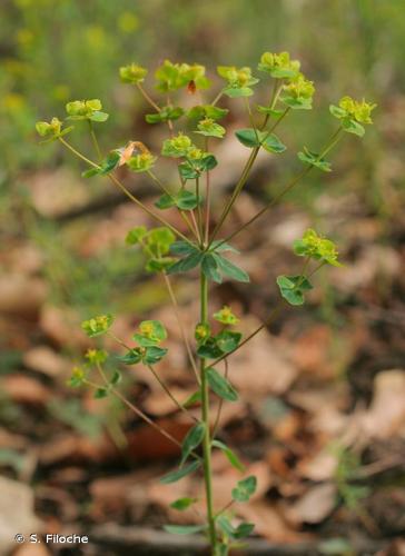 <i>Euphorbia loreyi</i> Jord., 1855 © S. Filoche