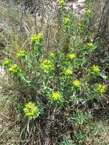 <i>Euphorbia seguieriana</i> Neck., 1770 © P. Rouveyrol