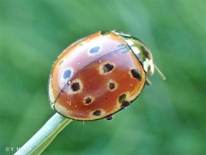 <i>Anatis ocellata</i> (Linnaeus, 1758) © 