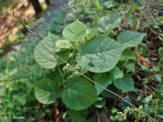 <i>Fallopia dumetorum</i> (L.) Holub, 1971 © 