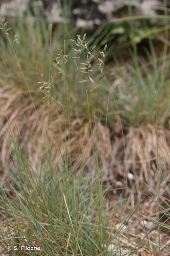 <i>Festuca lemanii</i> Bastard, 1809 © S. Filoche