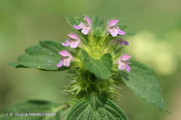 <i>Galeopsis bifida</i> Boenn., 1824 © R. Dupré MNHN/CBNBP